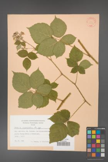 Rubus corylifolius [KOR 31407]