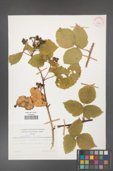 Rubus dollnensis [KOR 29943a]