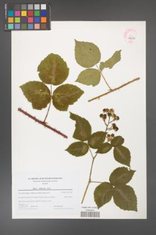 Rubus dollnensis [KOR 44686]