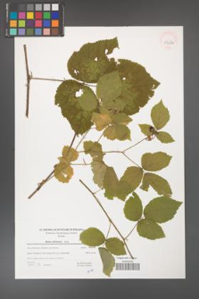 Rubus dollnensis [KOR 39684]