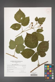 Rubus dollnensis [KOR 40861]