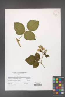 Rubus dollnensis [KOR 41203]