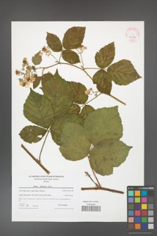 Rubus dollnensis [KOR 42357]