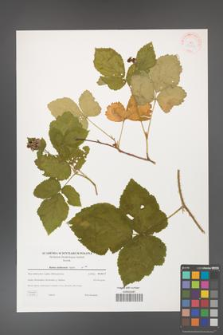 Rubus dollnensis [KOR 38864]