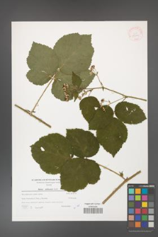 Rubus dollnensis [KOR 39766]