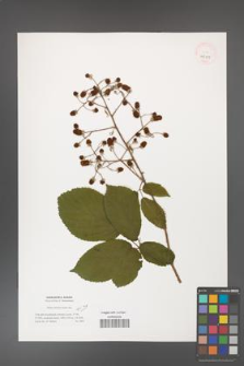 Rubus dolichocarpus [KOR 40111]