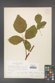 Rubus dolichocarpus [KOR 18453]