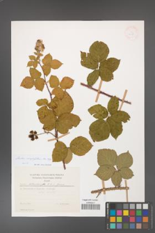 Rubus corylifolius [KOR 30037]