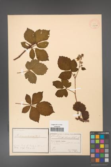 Rubus divaricatus [KOR 18500a]