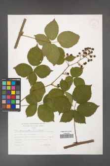 Rubus divaricatus [KOR 32432]
