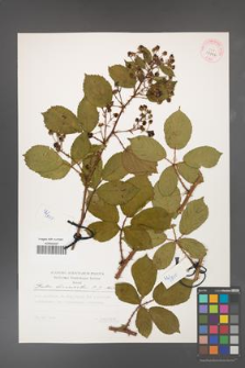 Rubus divaricatus [KOR 29796]