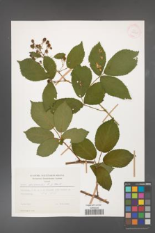 Rubus divaricatus [KOR 29965]