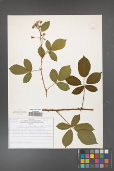 Rubus divaricatus [KOR 50888]