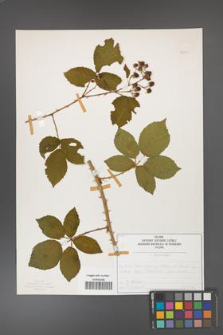 Rubus divaricatus [KOR 50290]