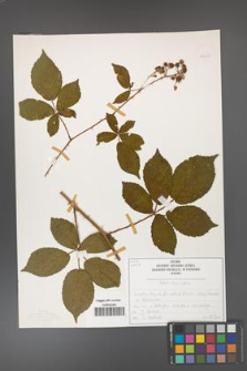 Rubus divaricatus [KOR 50289]