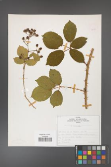 Rubus divaricatus [KOR 50275]