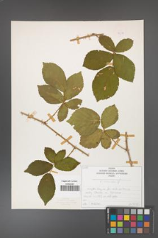 Rubus divaricatus [KOR 50272]