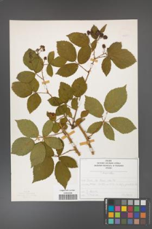 Rubus divaricatus [KOR 50259]