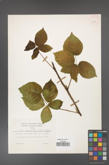 Rubus czarnunensis [KOR 31980]