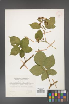 Rubus czarnunensis [KOR 31979]