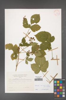Rubus curvaciculatus [KOR 29946]