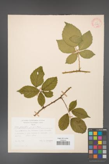 Rubus gracilis [KOR 30889]