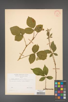 Rubus gracilis [KOR 30890]