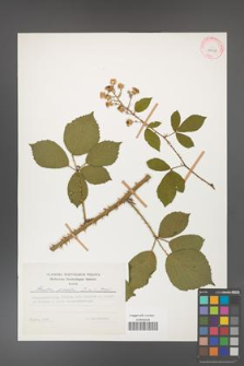 Rubus gracilis [KOR 29958]