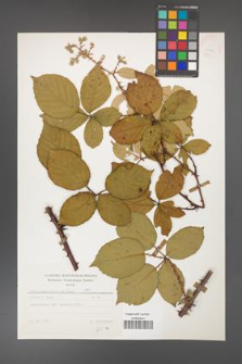 Rubus gracilis [KOR 25674]