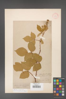 Rubus gracilis [KOR 11143]