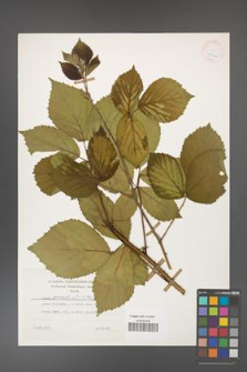 Rubus gracilis [KOR 25406]