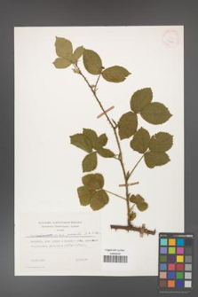 Rubus gracilis [KOR 25419]