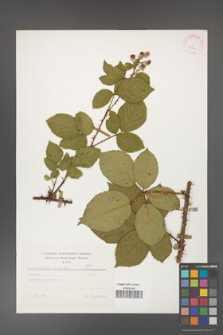 Rubus gracilis [KOR 25614]