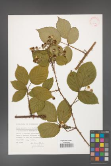 Rubus gracilis [KOR 31530]