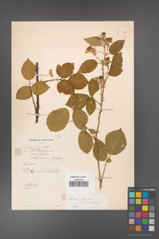 Rubus gracilis [KOR 11070]
