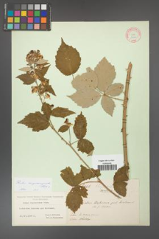 Rubus crispomarginatus [KOR 10660]