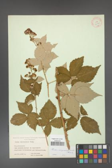 Rubus crispomarginatus [KOR 10667]