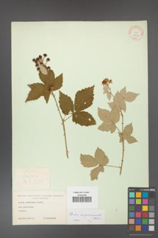 Rubus crispomarginatus [KOR 10661]