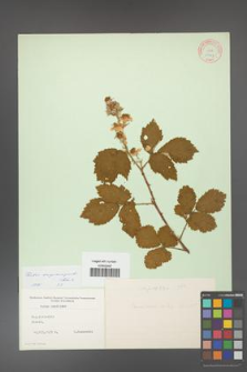 Rubus crispomarginatus [KOR 10657]