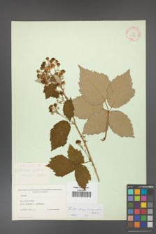 Rubus crispomarginatus [KOR 10655]