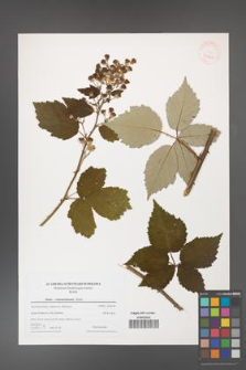 Rubus crispomarginatus [KOR 43290]