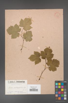 Rubus crataegifolius [KOR 36375]