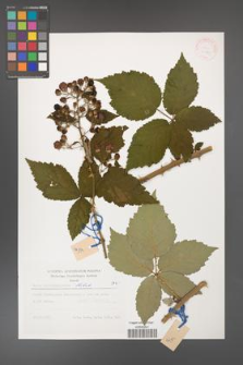 Rubus crispomarginatus [KOR 31181]