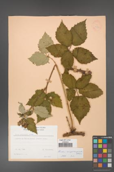 Rubus crispomarginatus [KOR 22970]