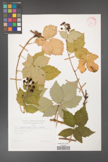 Rubus crispomarginatus [KOR 29200]