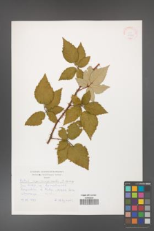 Rubus crispomarginatus [KOR 30560]