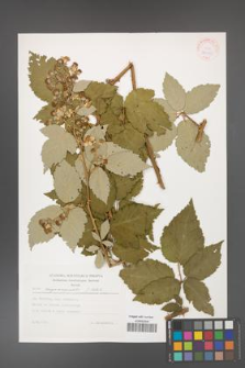 Rubus crispomarginatus [KOR 30559]