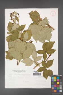 Rubus crispomarginata [crispomarginatus] [KOR 31404]
