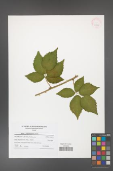 Rubus crispomarginatus [KOR 41564]