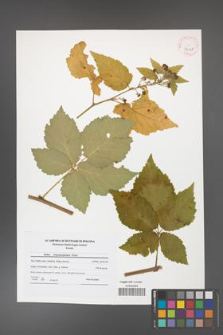 Rubus crispomarginatus [KOR 42118]